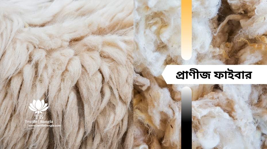 প্রাণীজ ফাইবার | Animal Fibre - Textile Bangla